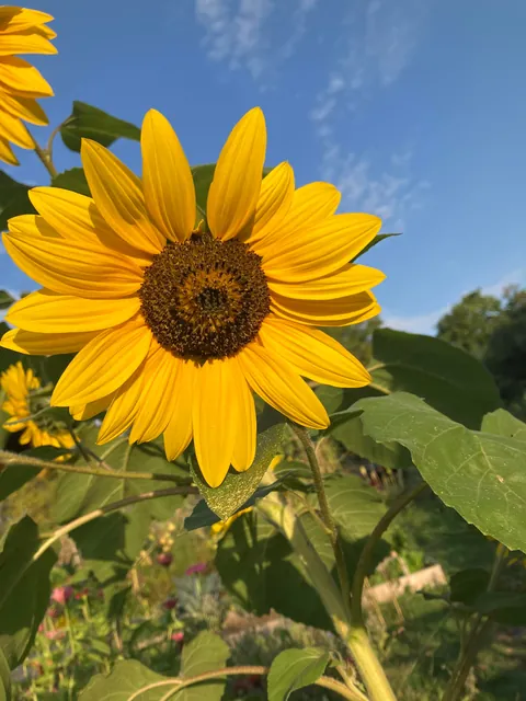 Blooms from my community garden today