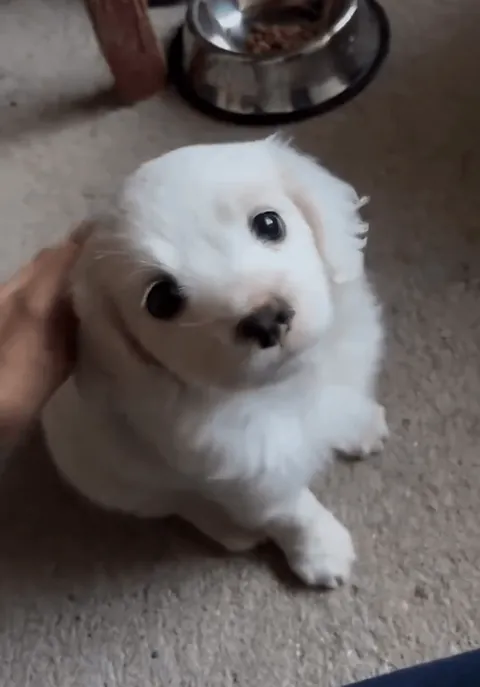 those eyes speaks...so cute🥰