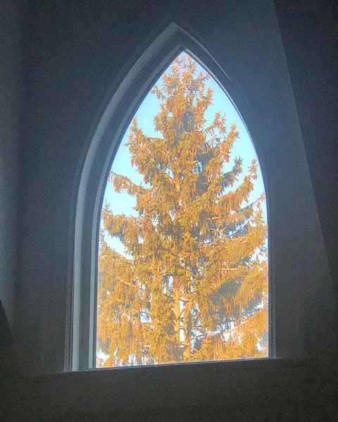 My Neighbor’s Tree Fits Perfectly In My Window