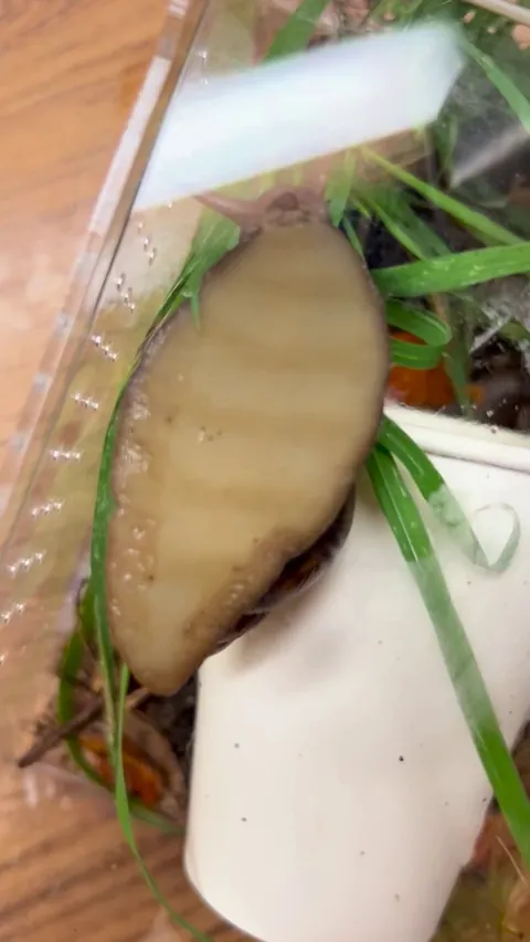 The pedal waves of a snail as they move along a surface