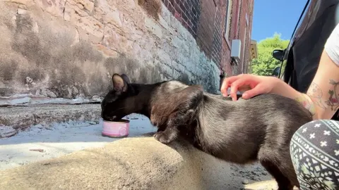 I found a pregnant stray void and she’s the sweetest baby 😭