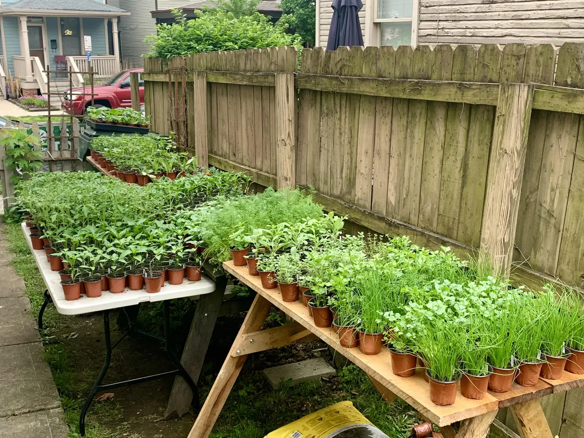Behold the fruits of my labor: Year 5 of hosting a spring plant sale from my yard. 