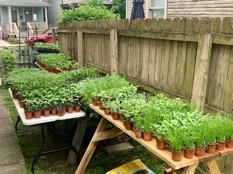 Behold the fruits of my labor: Year 5 of hosting a spring plant sale from my yard. 