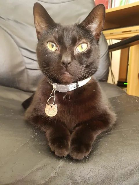 A tribute to my special boy, Blackjack 💔