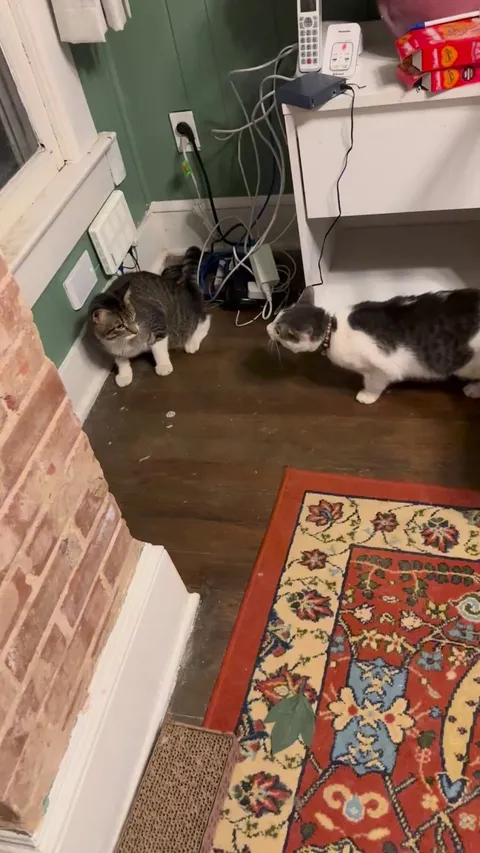 Cat ran outside for an hour, his brother now doesn’t recognize him. HELP!