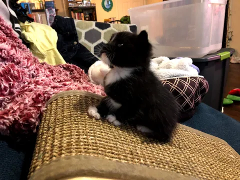 I never wanted to have to make this post. For my baby, Turkleton