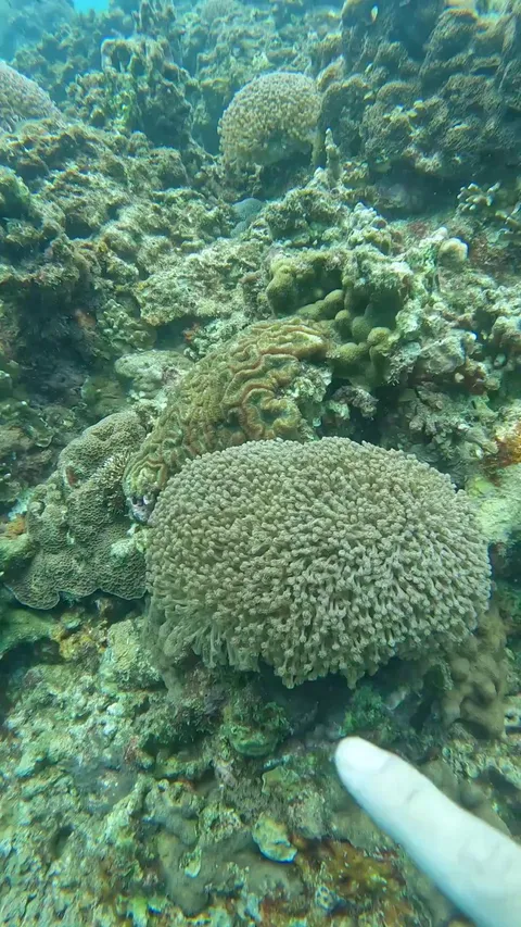 Coral that closes when it feels unsafe  