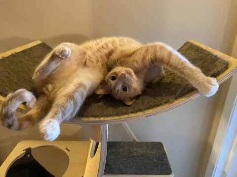 MacLeod likes bananas