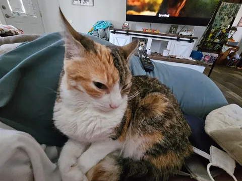 She wont leave my side since i shatteredcmy elbow