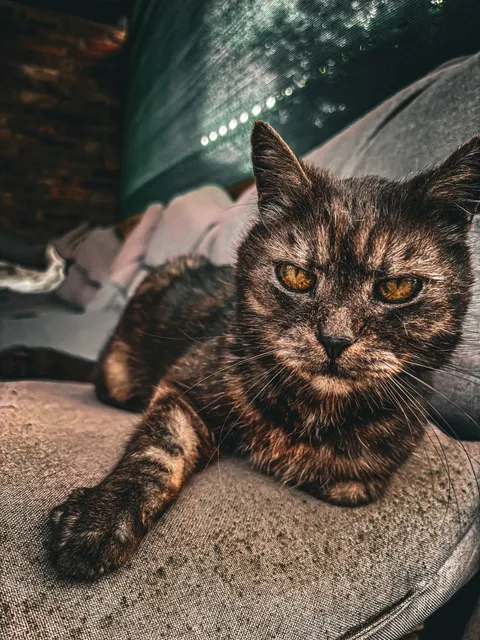 Barn cat looking badass as usual