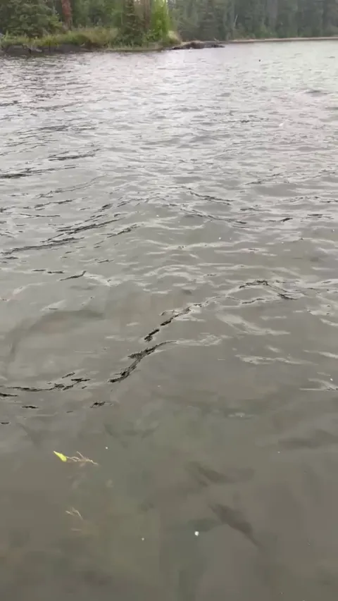 This eagle caught a fish in front of my dad &amp; brother while they were on a  fishing trip in Canada