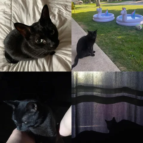 Lost the best boy ever yesterday.