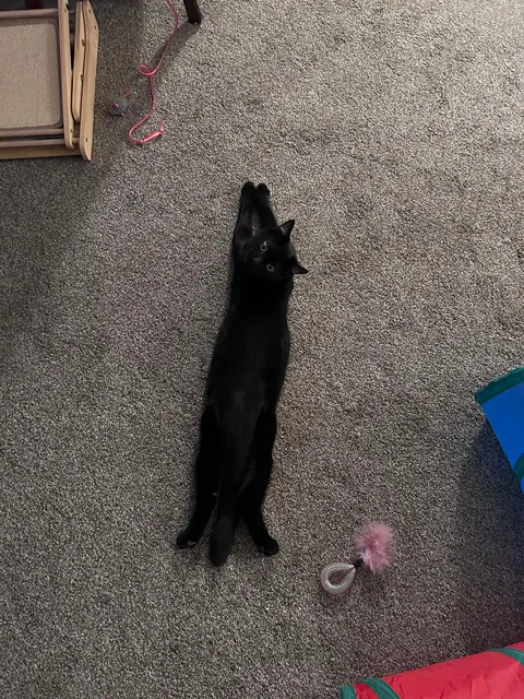 He always lays like this