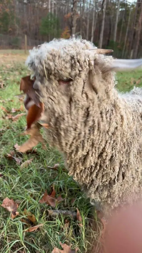 Josie Junior eating an acorn