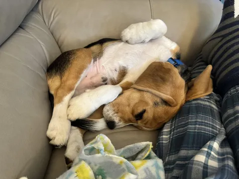 Say hello to the extremely rare pretzel beagle
