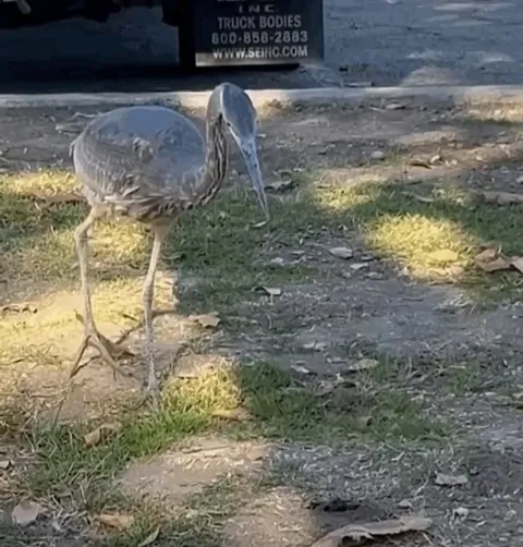 Great Blue Heron hunts gopher with long beak.