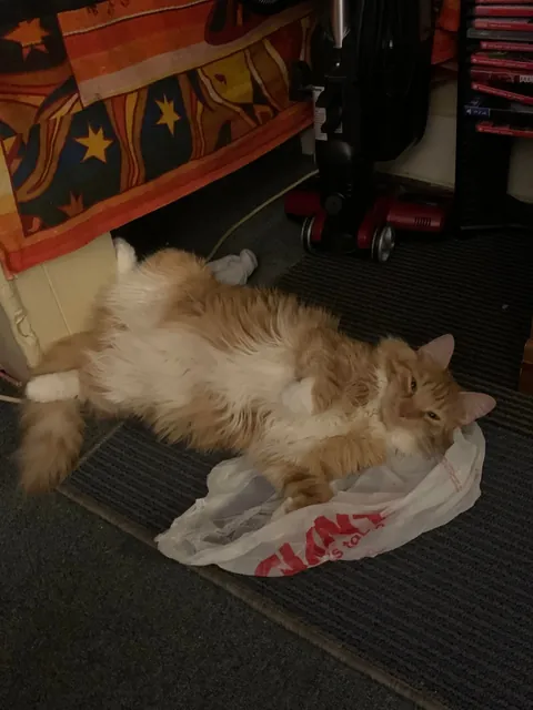 He crossed the rainbow bridge today. Give Peter all the love you can. He deserves it all.