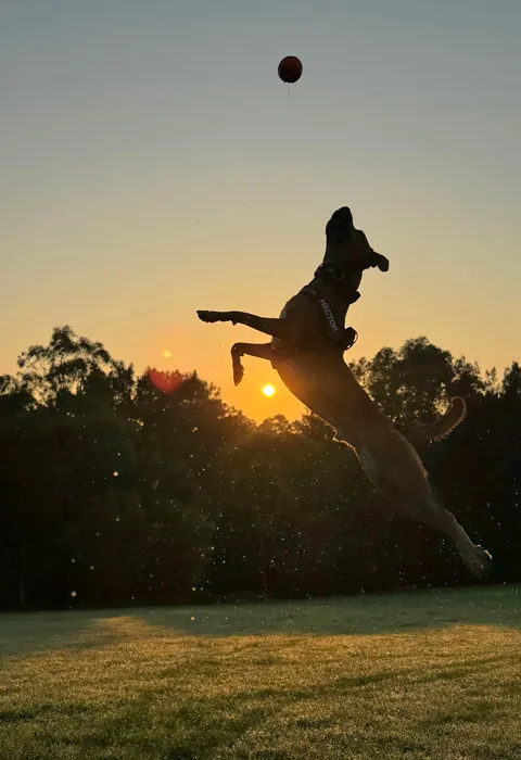 This is my little potato Hector. He loves to say hi to everyone in the park and hardware shop.