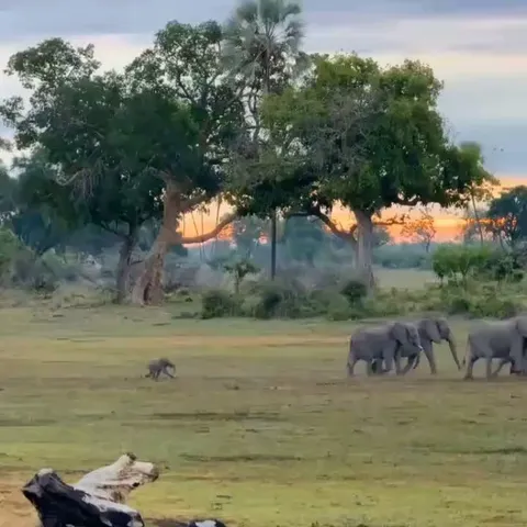 This baby elephant running.