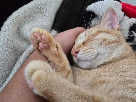 I miss my cat so I need to see everyone's cats