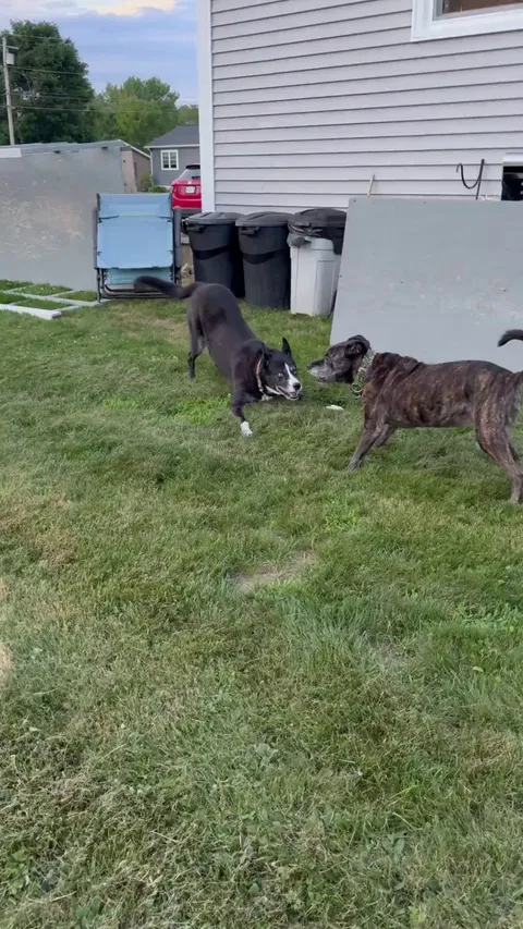 I wanted to share my puppers. They're getting old and the world deserves to know them.