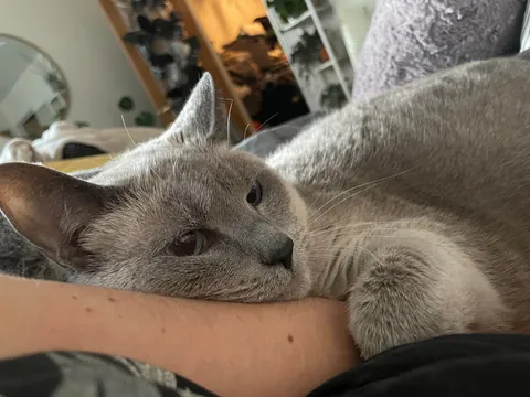 Pour one out for my girl, she's crossing the bridge tomorrow.