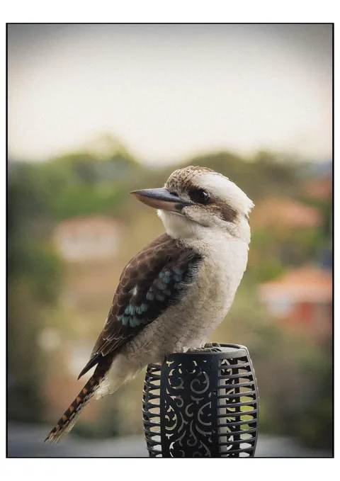 ITAP of a Kookaburra