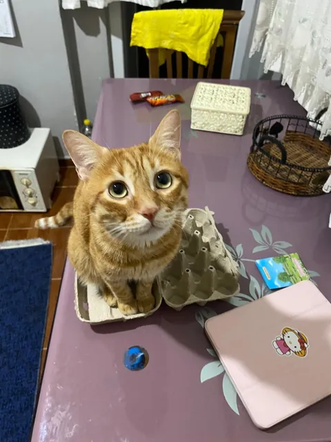 This Is My Most Meaningful Tattoo After My Baby Died, Istanbul/Turkey