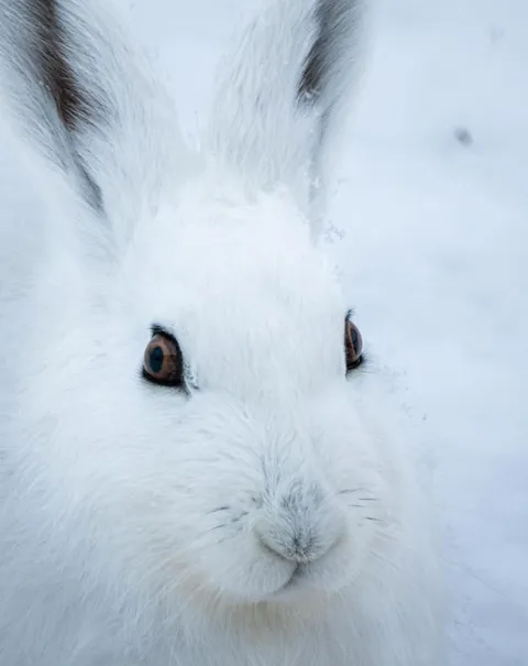 🔥 Closeup of a mountain hare