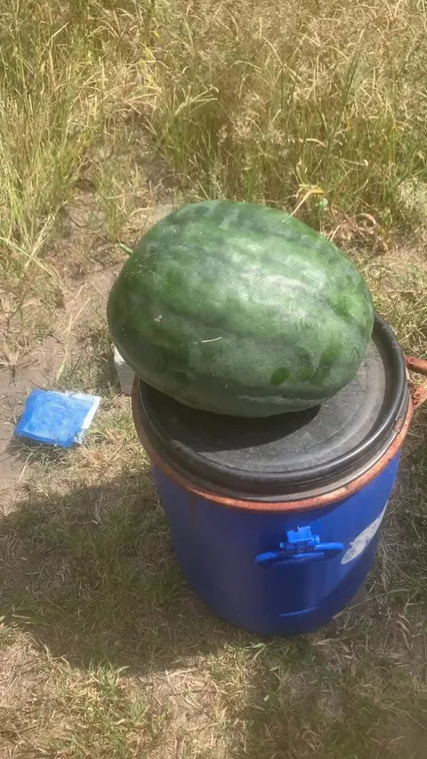 My heart was broken this morning. Looked ok from top view but slightly to the side. A awful sight.