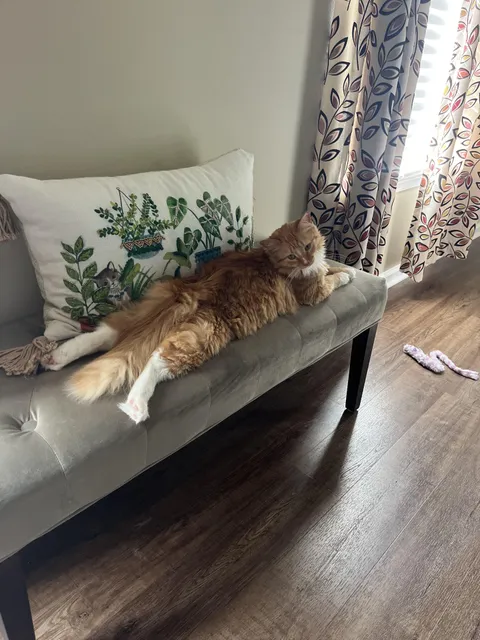 My girl Lacey who I found as a dirty matted stray in December. Now lives her best life 