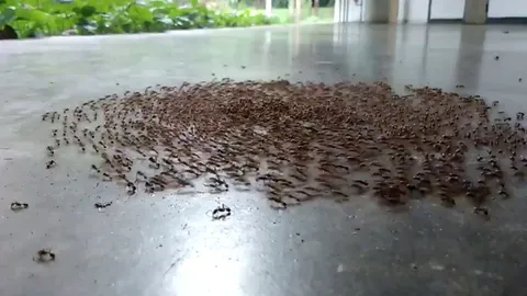 Ant Mill (Ant Death Spiral) - a phenomenon where a small group of army ants become trapped in a rotating circle and follow each other until they die from exhaustion.