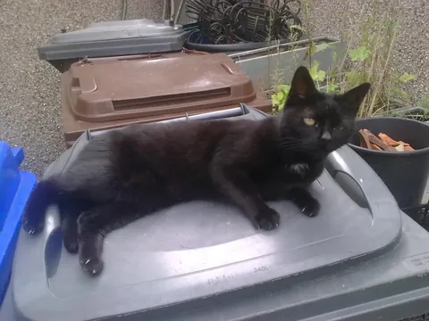 The Many Moods of Lola