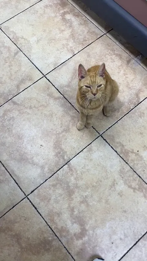 new supervisor at my local deli - anyone know whats up with his/her tail? :(