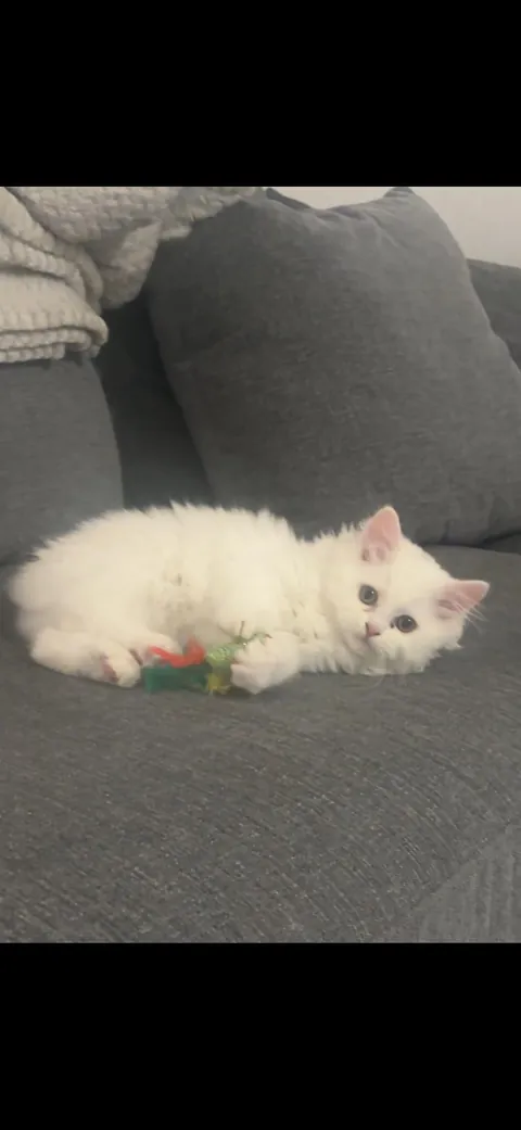 Silly kitty won’t go anywhere without his fish toy