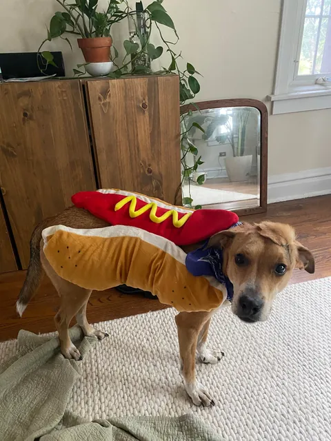 Good Boy w/ a Mohawk