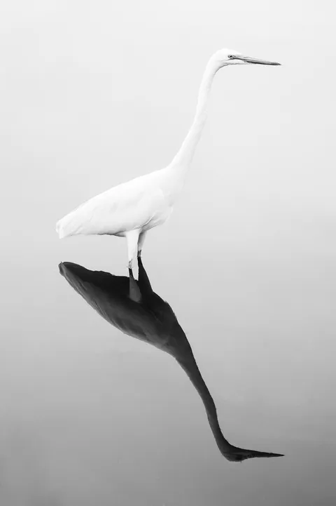 ITAP of an egret.