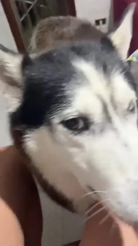 Husky with an Italian accent 