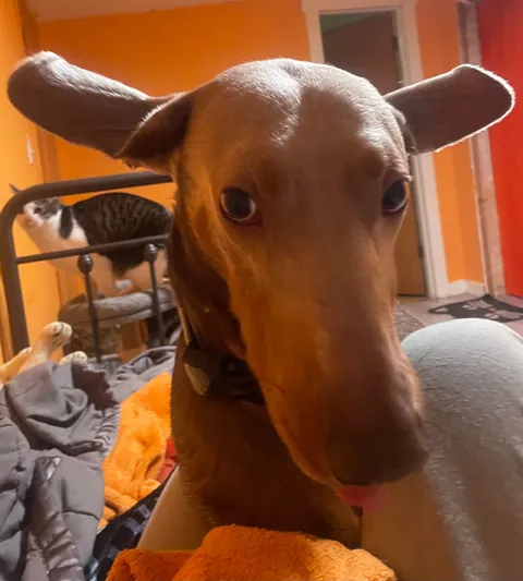 I bet you’ve never seen ears like these before!