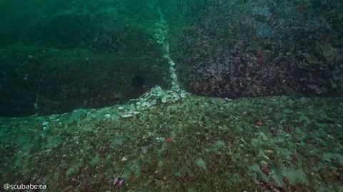 🔥 Here’s the Trick to Finding an Octopus Den [OC]