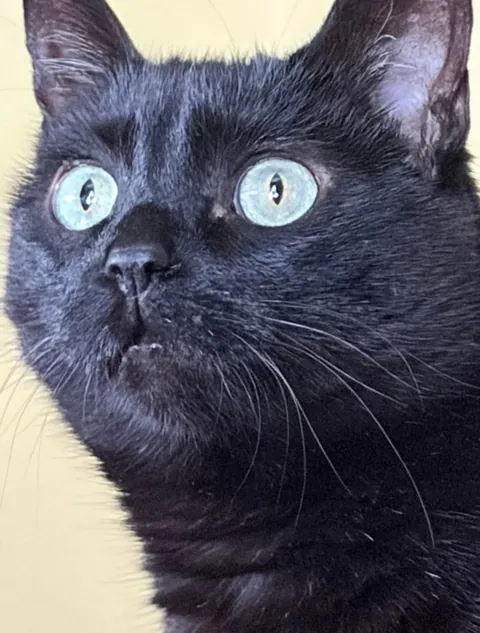 Sonya’s second adoptaversery