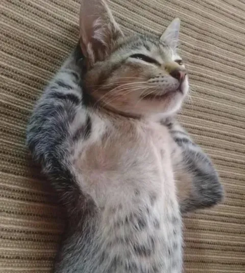 He’s got 9 lives and zero worries