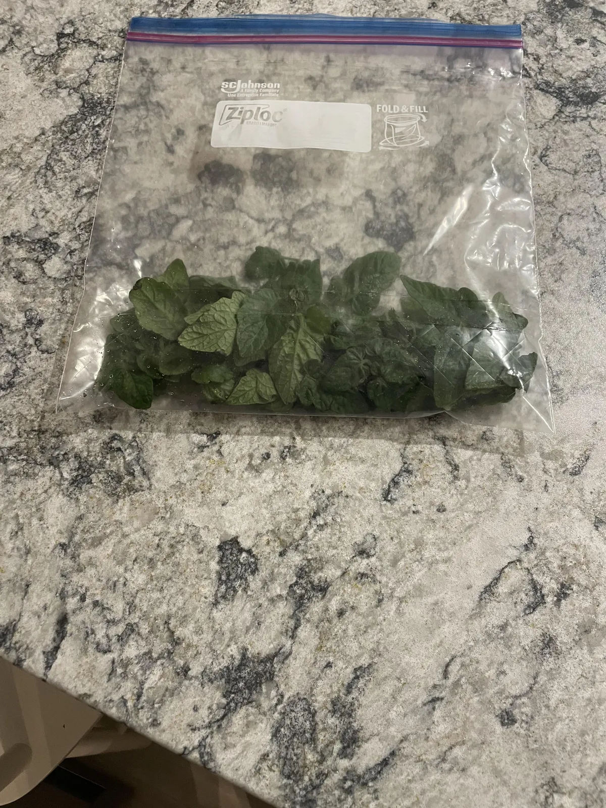 Away on vacation and asked my mom to grab mint from my yard….