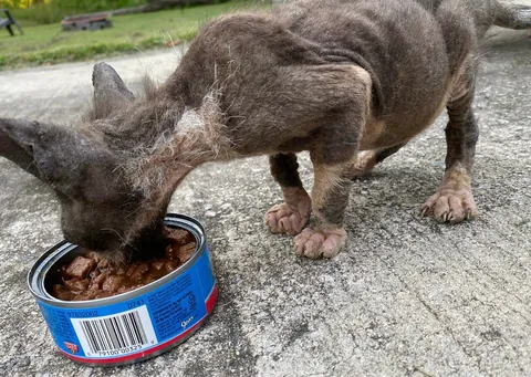 Cosmo’s ✨transformation✨