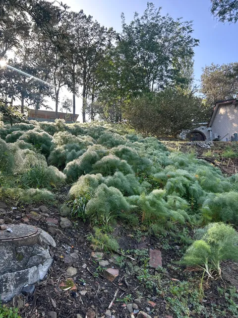 What is growing near my house? Friendly Fennel?