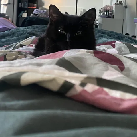 My brand new fuzzy alarm clock reminding me it’s almost breakfast time