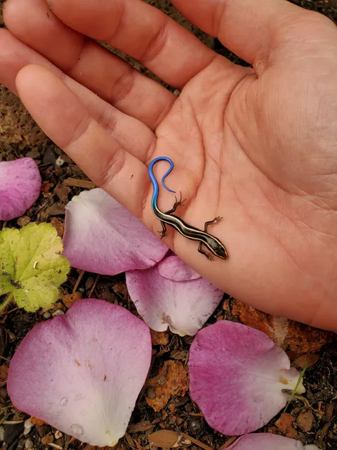🔥My wife found this tiny skink in our garden, some much needed brightness on a grey, smoky day