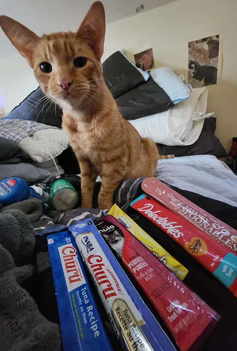 6 months ago he was half dead in an alley, now spoiled and loved.