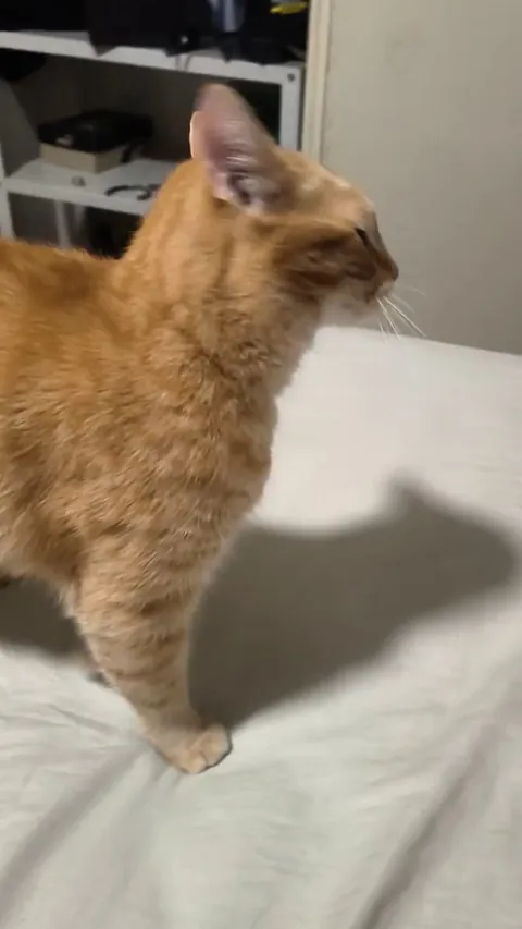 Why does my cat like being beat up