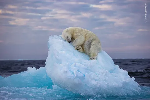 A polar bear napping on an iceberg.